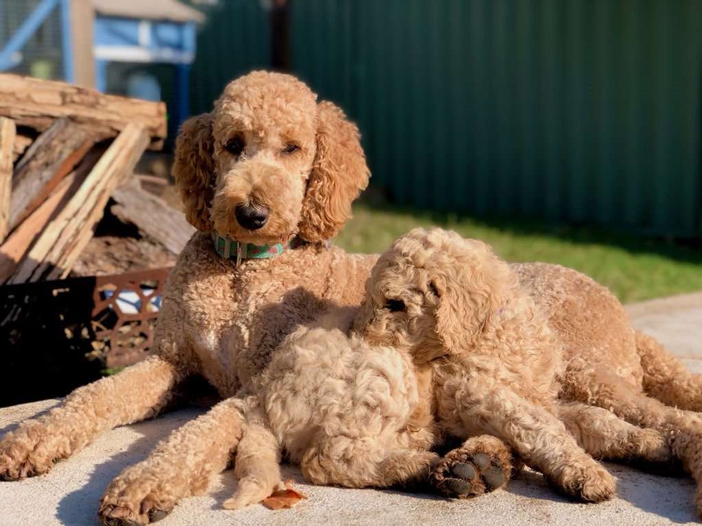 Standard poodle stud dog