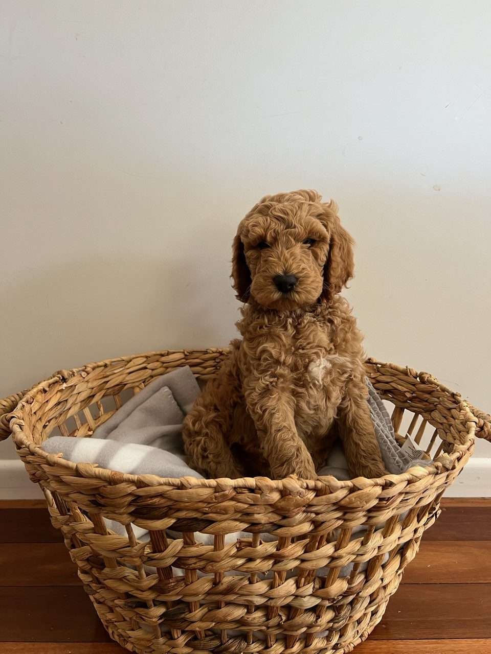 Standard poodle stud dog