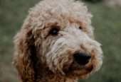 Standard poodle stud dog