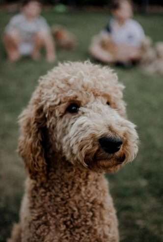 Standard poodle stud dog