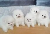 We Have Purebred Pomeranian Puppies ready