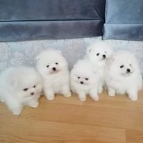 We Have Purebred Pomeranian Puppies ready