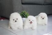 We Have Purebred Pomeranian Puppies ready