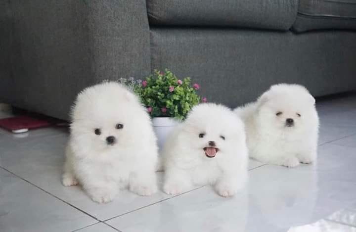 We Have Purebred Pomeranian Puppies ready