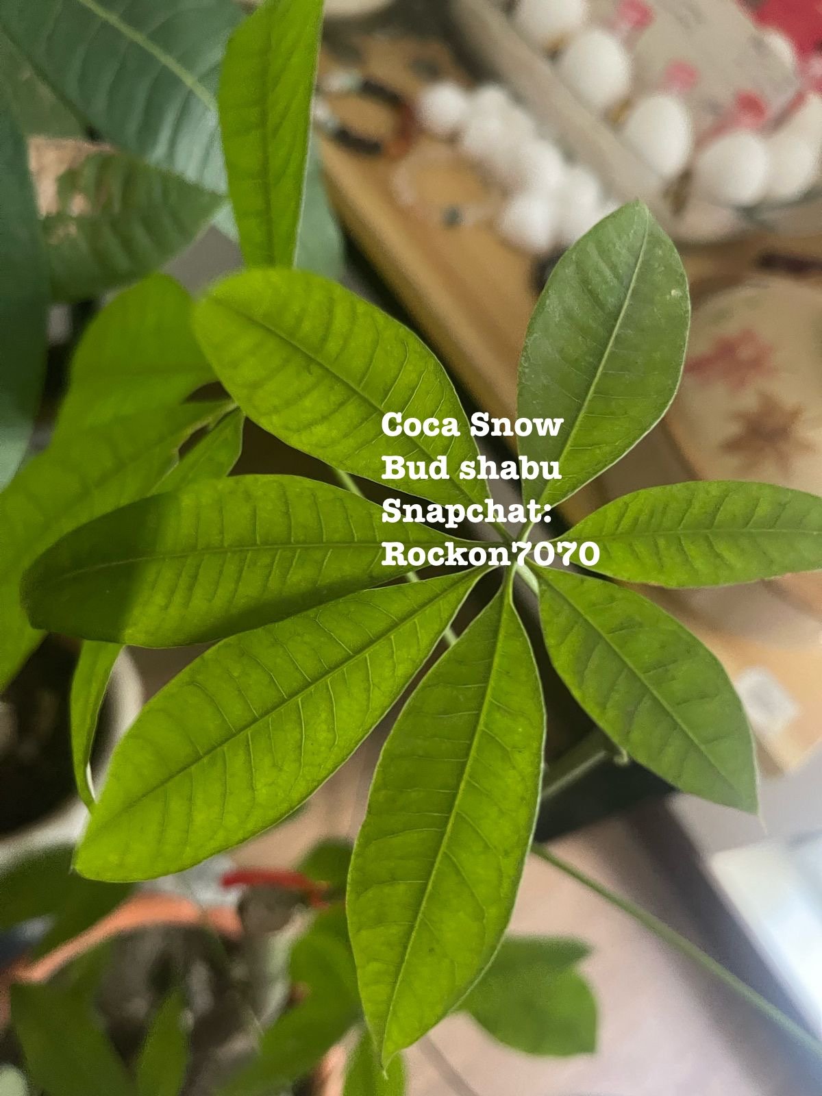 Snapchat: Rockon7070, Bud Coke Ice Snow Oxy Dexies Xan Val MD Puff Ket Cold Crystal Meth Shard Addy