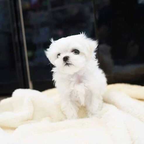 Cute Lovely Maltese puppies Available