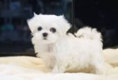 Cute Lovely Maltese puppies Available