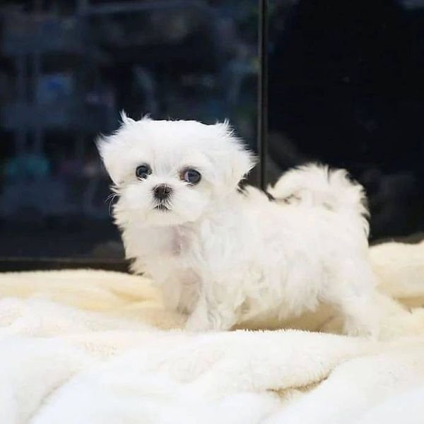Cute Lovely Maltese puppies Available