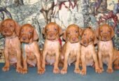 litter of 7 lovely healthy Visla puppies