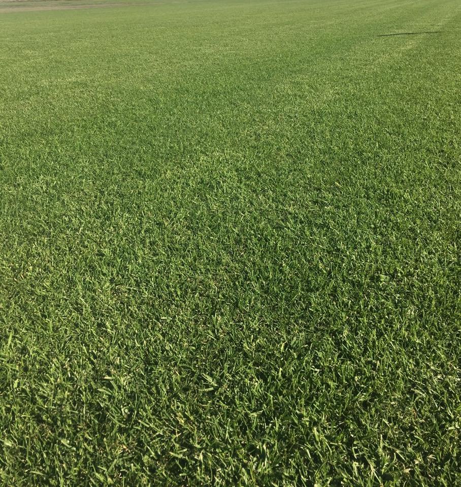 Best Turf for Melbourne