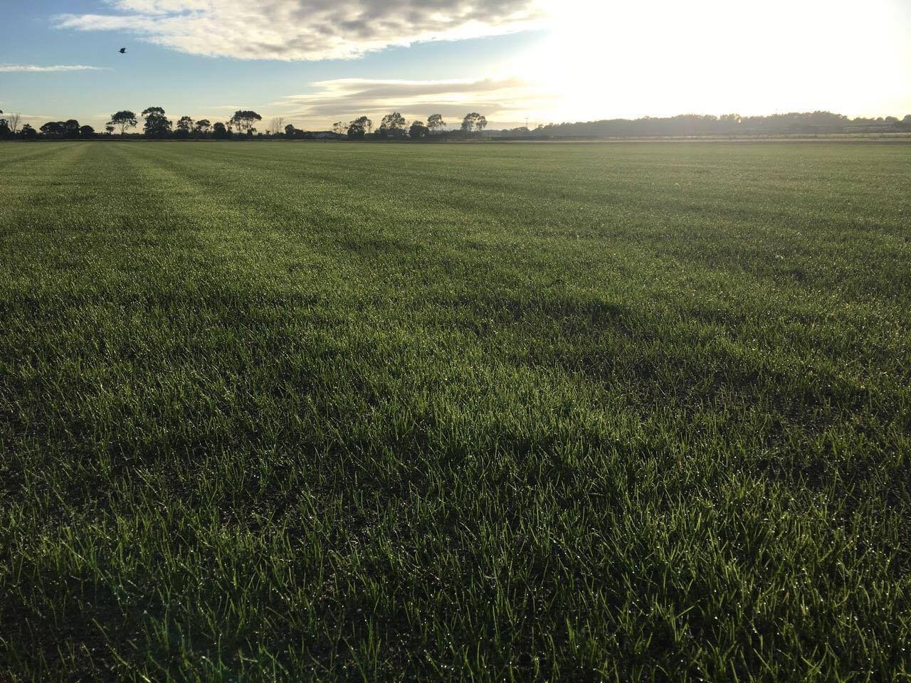 Best Turf for Melbourne