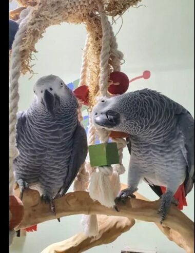 We now have available these super silly tame Baby African Greys.