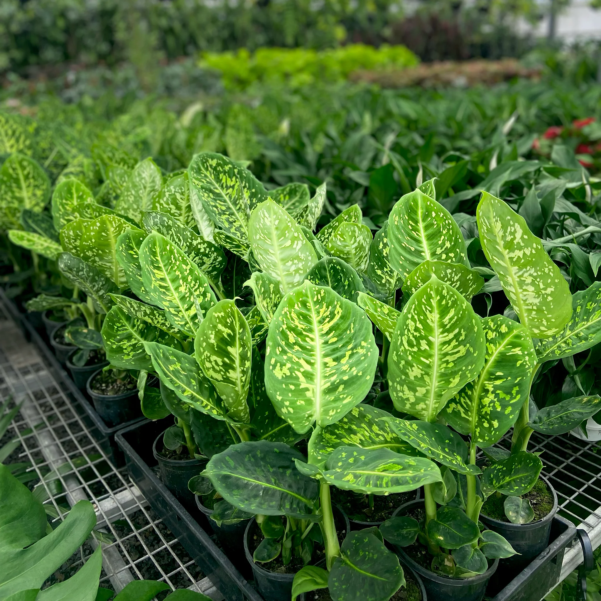 Quality Indoor Plants