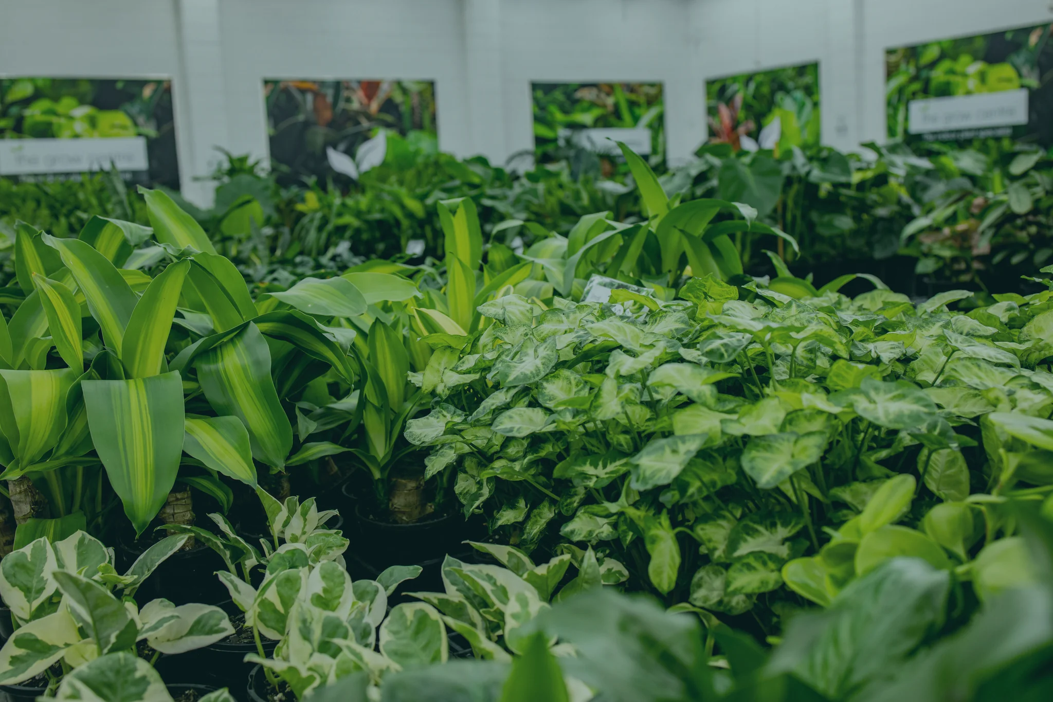 Quality Indoor Plants