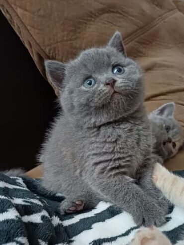 Purebred British shorthair kittens in need of good homes