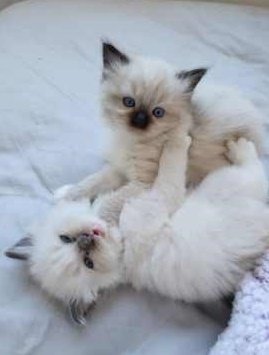 cuddling ragdoll kittens ready for new homes