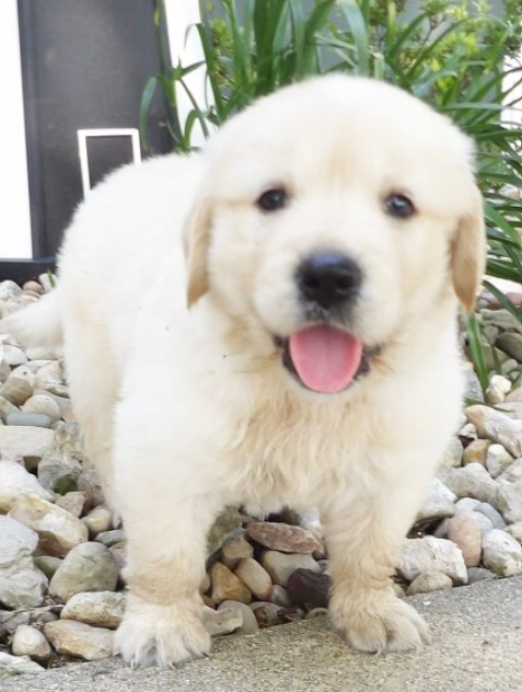 Outstanding Golden Retriever puppies