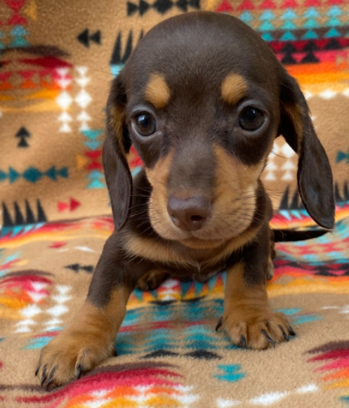 Beautiful Dachshund puppies