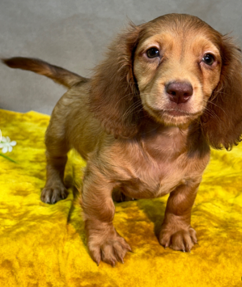 Beautiful Dachshund puppies