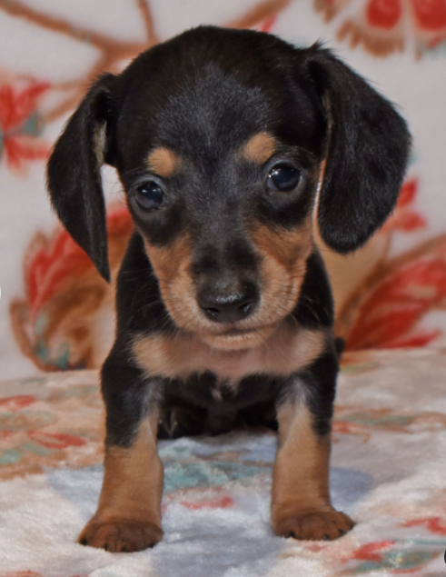 Beautiful Dachshund puppies