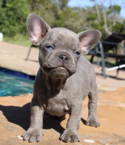 French Bulldog Pups