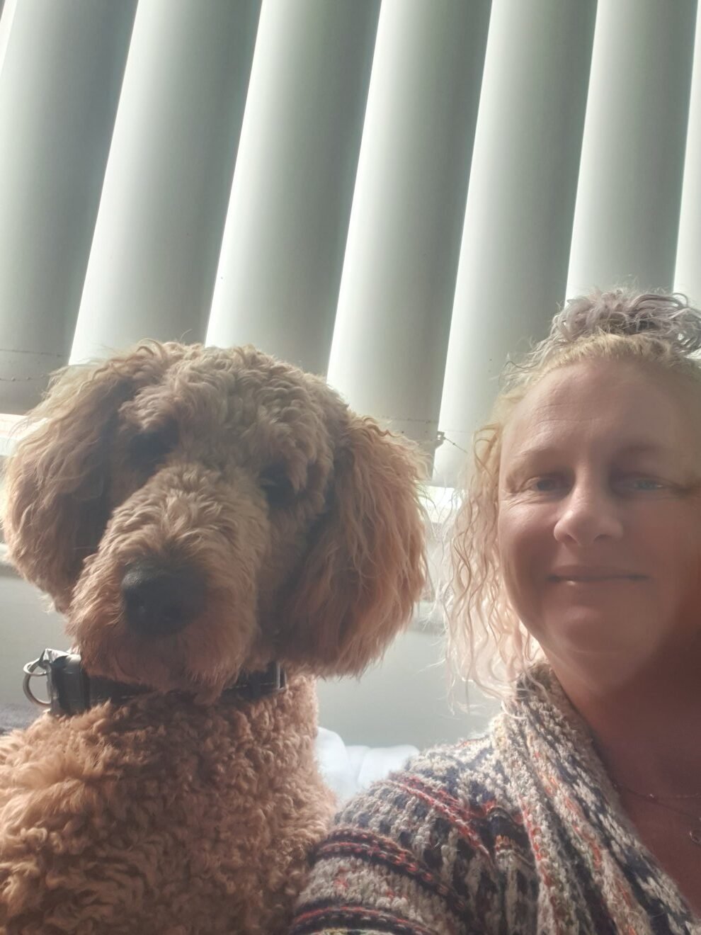 Stud dog the colonial Henry