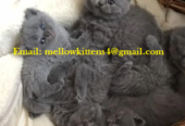 Home Trained Grey British Shorthair Kittens Ready Now