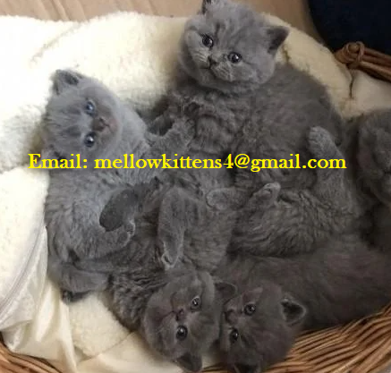 Home Trained Grey British Shorthair Kittens Ready Now