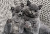 Home Trained Grey British Shorthair Kittens Ready Now