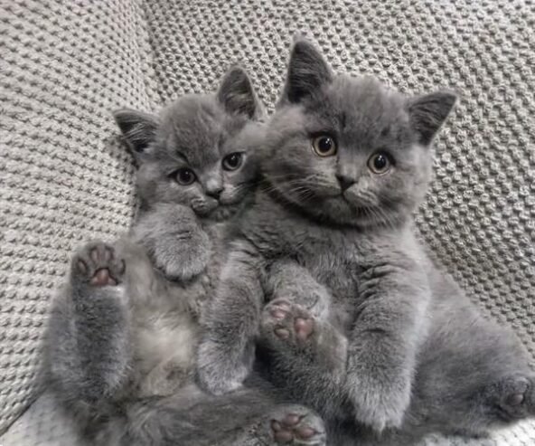 Home Trained Grey British Shorthair Kittens Ready Now