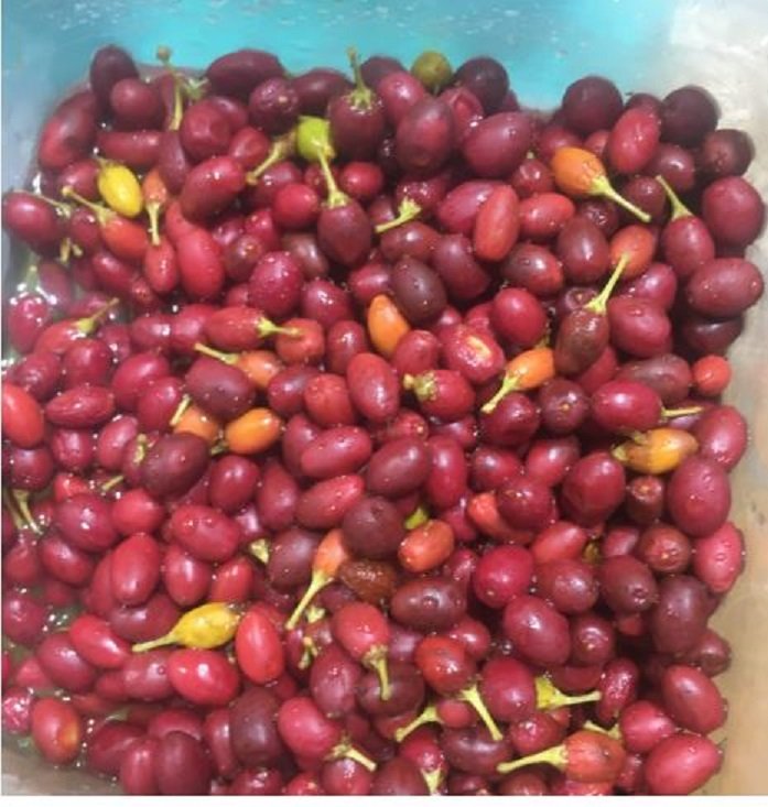 buy Coca seeds and Coca powder online.