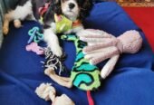 Healthy Tricolored Purebred Cavalier King Charles Spaniel Puppy