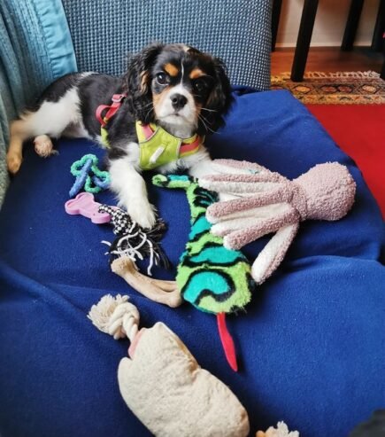 Healthy Tricolored Purebred Cavalier King Charles Spaniel Puppy