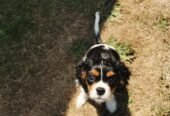 Healthy Tricolored Purebred Cavalier King Charles Spaniel Puppy