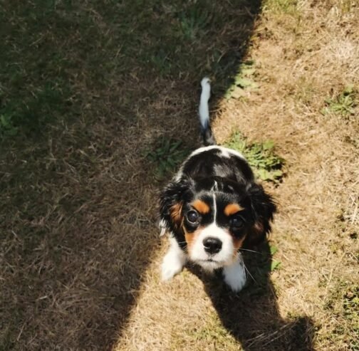 Healthy Tricolored Purebred Cavalier King Charles Spaniel Puppy