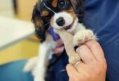 Healthy Tricolored Purebred Cavalier King Charles Spaniel Puppy