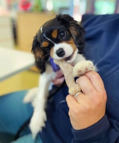 Healthy Tricolored Purebred Cavalier King Charles Spaniel Puppy