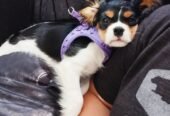 Healthy Tricolored Purebred Cavalier King Charles Spaniel Puppy