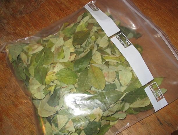 buy fresh Coca Seeds and coca leaves online