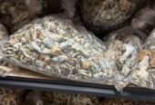 TOP aa grade weed strains and mushrooms