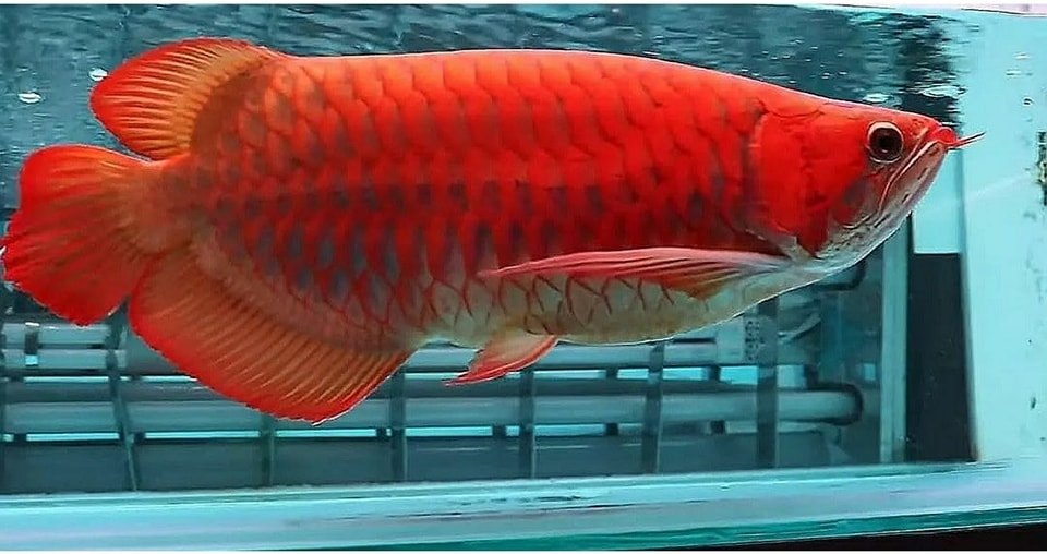 Quality and healthy +A Grade Arowanas for sale at affordable prices