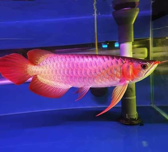 Quality and healthy +A Grade Arowanas for sale at affordable prices