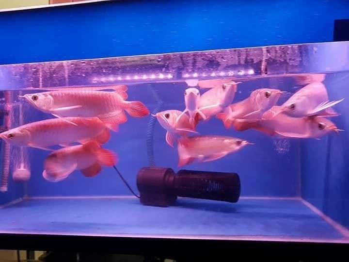 Quality and healthy +A Grade Arowanas for sale at affordable prices