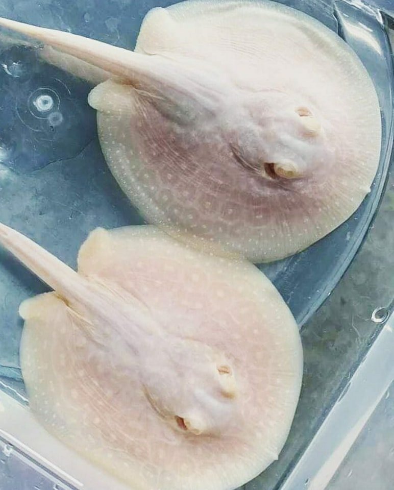 Quality and healthy +A Grade Arowanas for sale at affordable prices