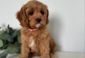 Toy Cavoodle Puppies