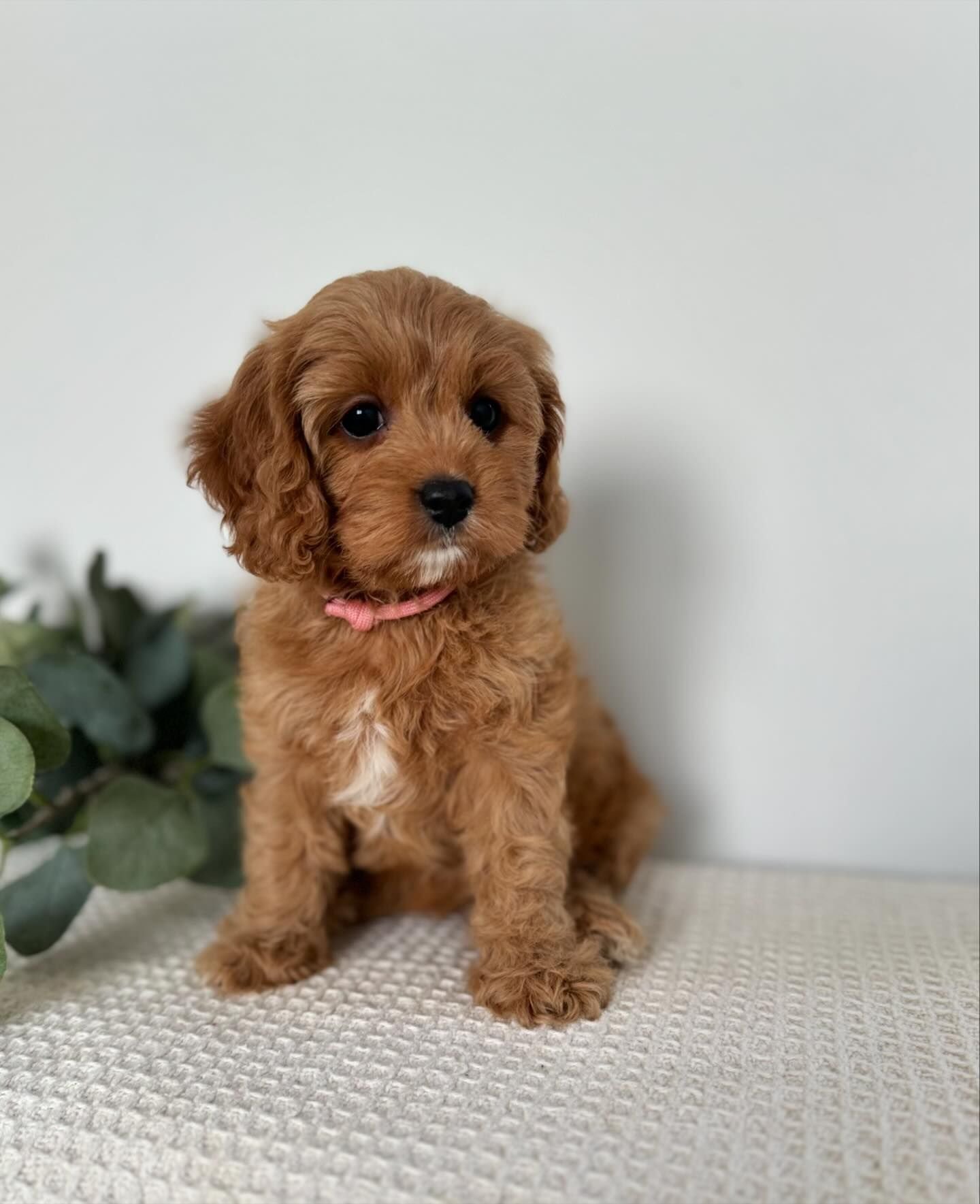 Toy Cavoodle Puppies
