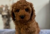 Toy Cavoodle Puppies