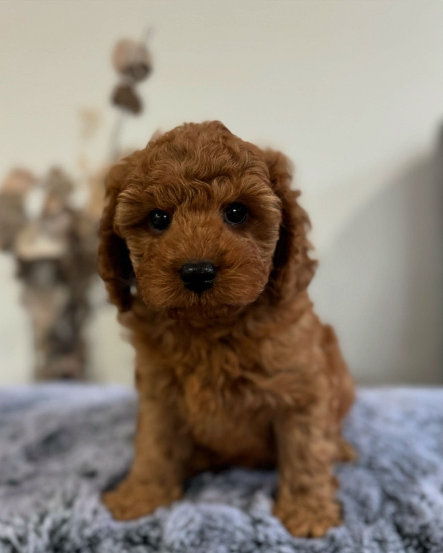 Toy Cavoodle Puppies