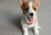 Pembroke Welsh Corgi Puppies