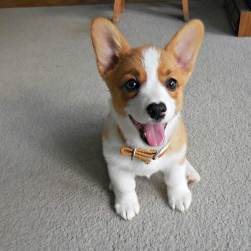 Pembroke Welsh Corgi Puppies